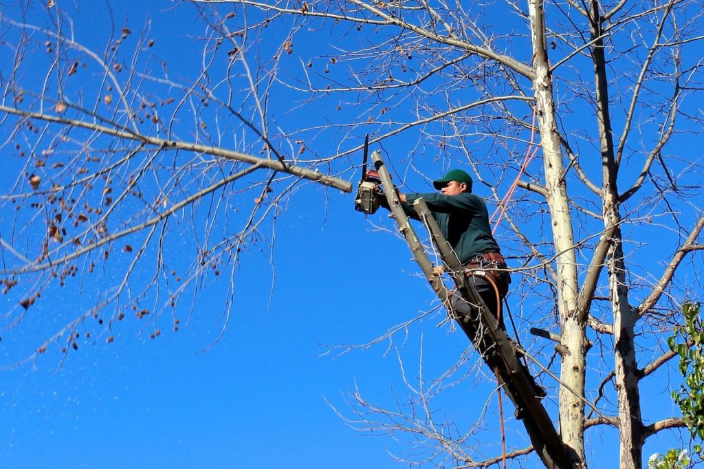 Tree trimming and maintaining landscaping